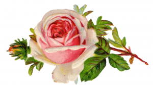 Free-Vintage-Rose-Clip-Art-By-FPTFY