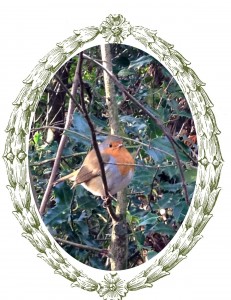 robin